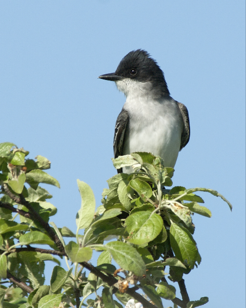 Kingbird